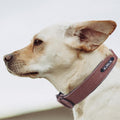 Personalized Adjustable Dog Collars - ExponentStore