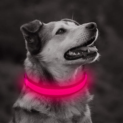 LED Light Up Dog Safety Collar - ExponentStore